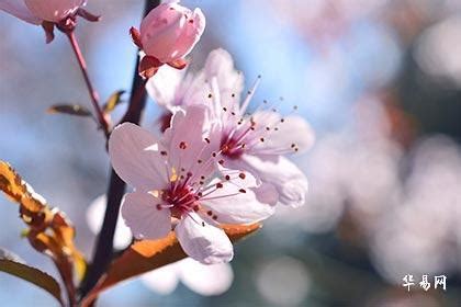 沐浴桃花八字|十二地支桃花位详解,沐浴桃花是什么意思